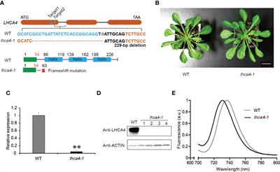 LHCA4 residues surrounding red chlorophylls allow for fine-tuning of the spectral region for photosynthesis in Arabidopsis thaliana